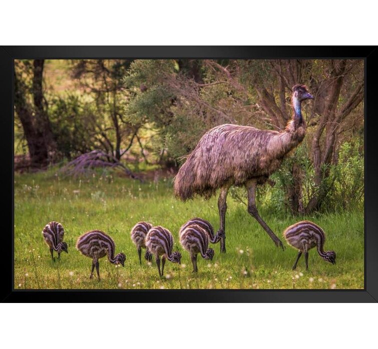 Emu And Seven Babies Australia Photo Photograph Cute Bird Pictures Wall  Decor Beautiful Art Wall Decor Feather Prints Wall Art Nature Wildlife  Animal